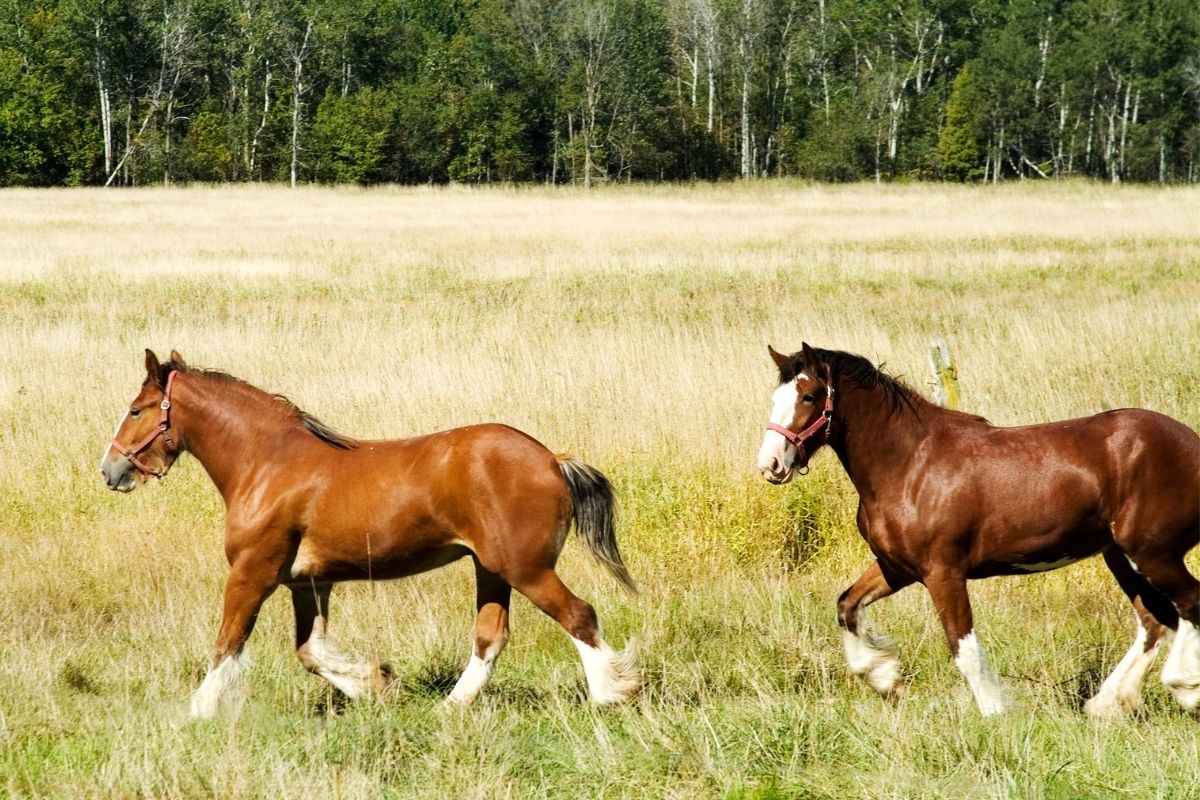 two clydesdale horses runing