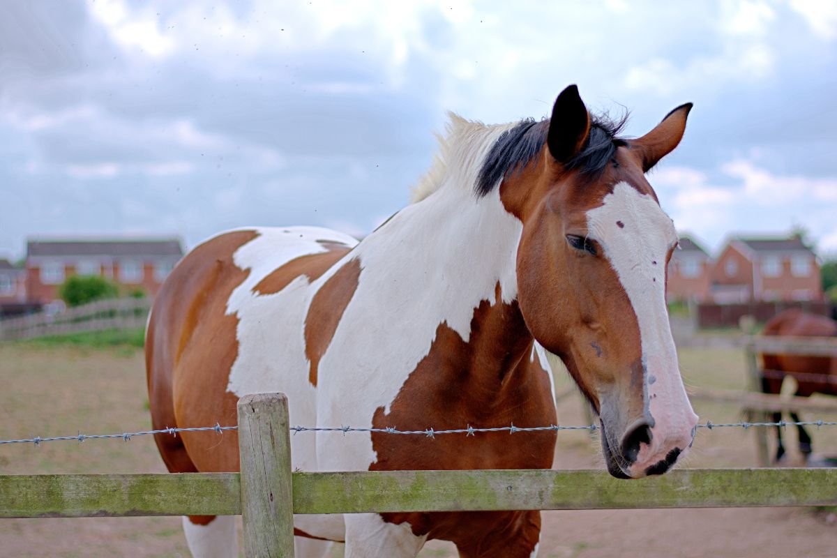 Beautiful brown-white horse