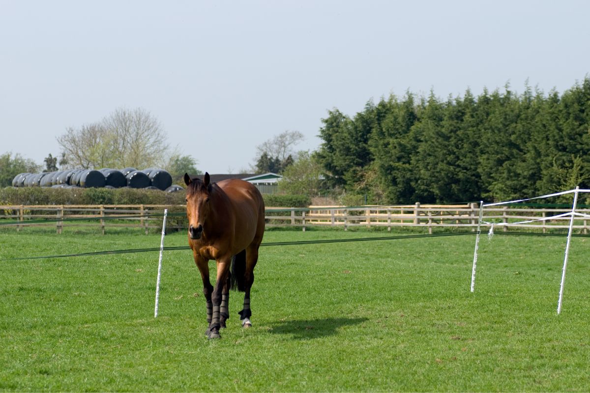 Electric Fence for Horse