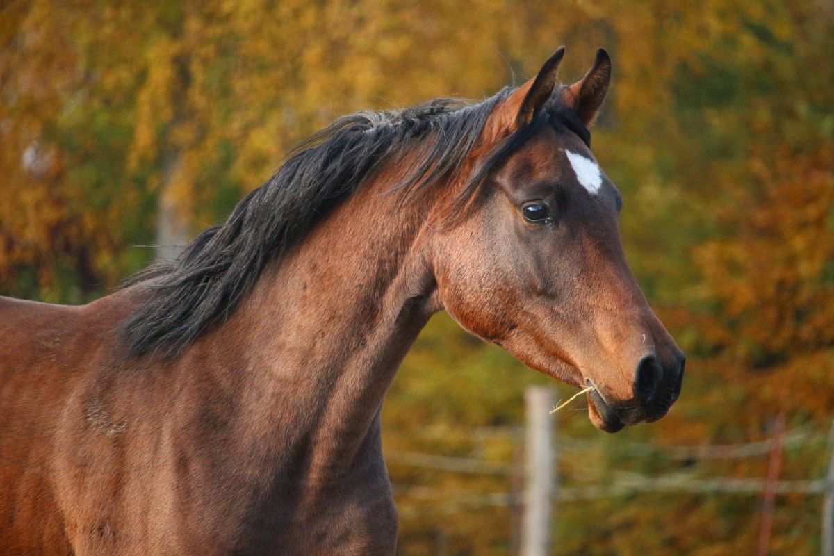 Thoroughbred Arabian Horse