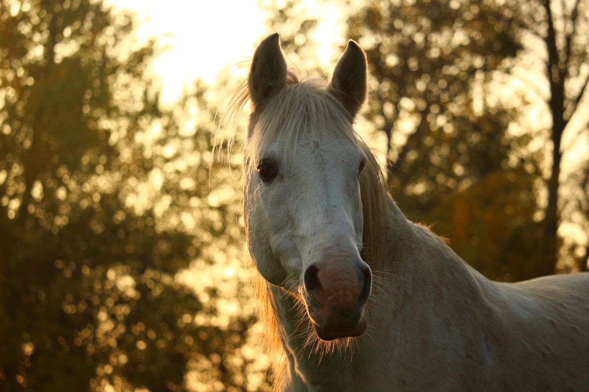 Thoroughbred Arabian white horse