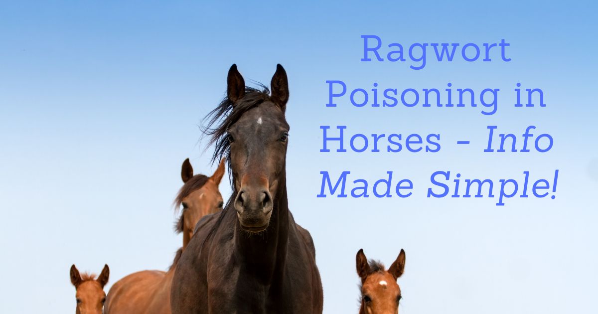 ragwort poisoning in horses