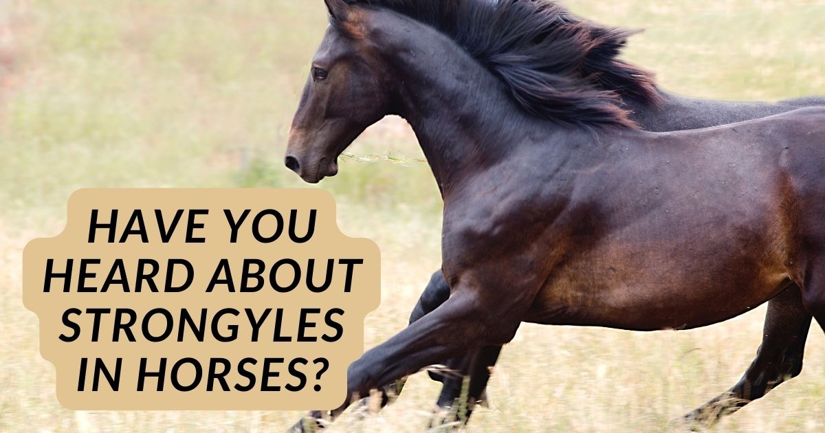 strongyles in horses