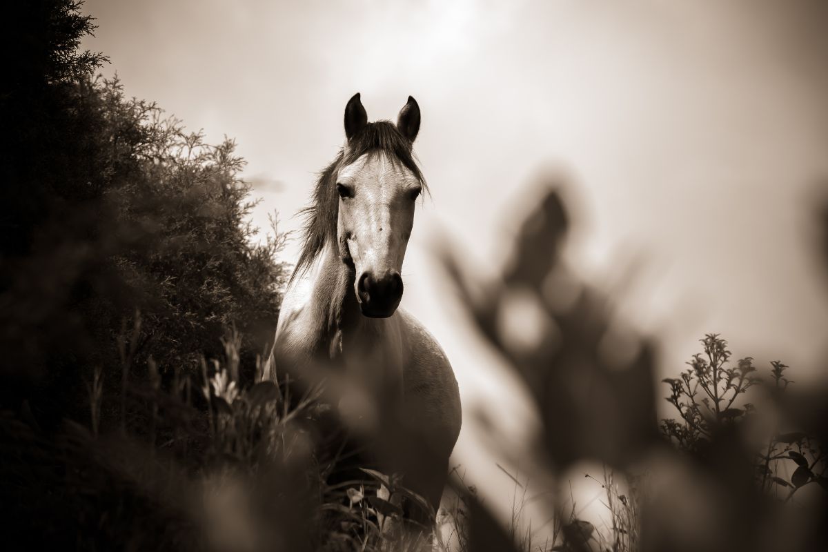 Grayscale photo of horse