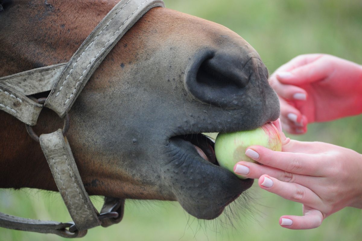 Horse eating apple