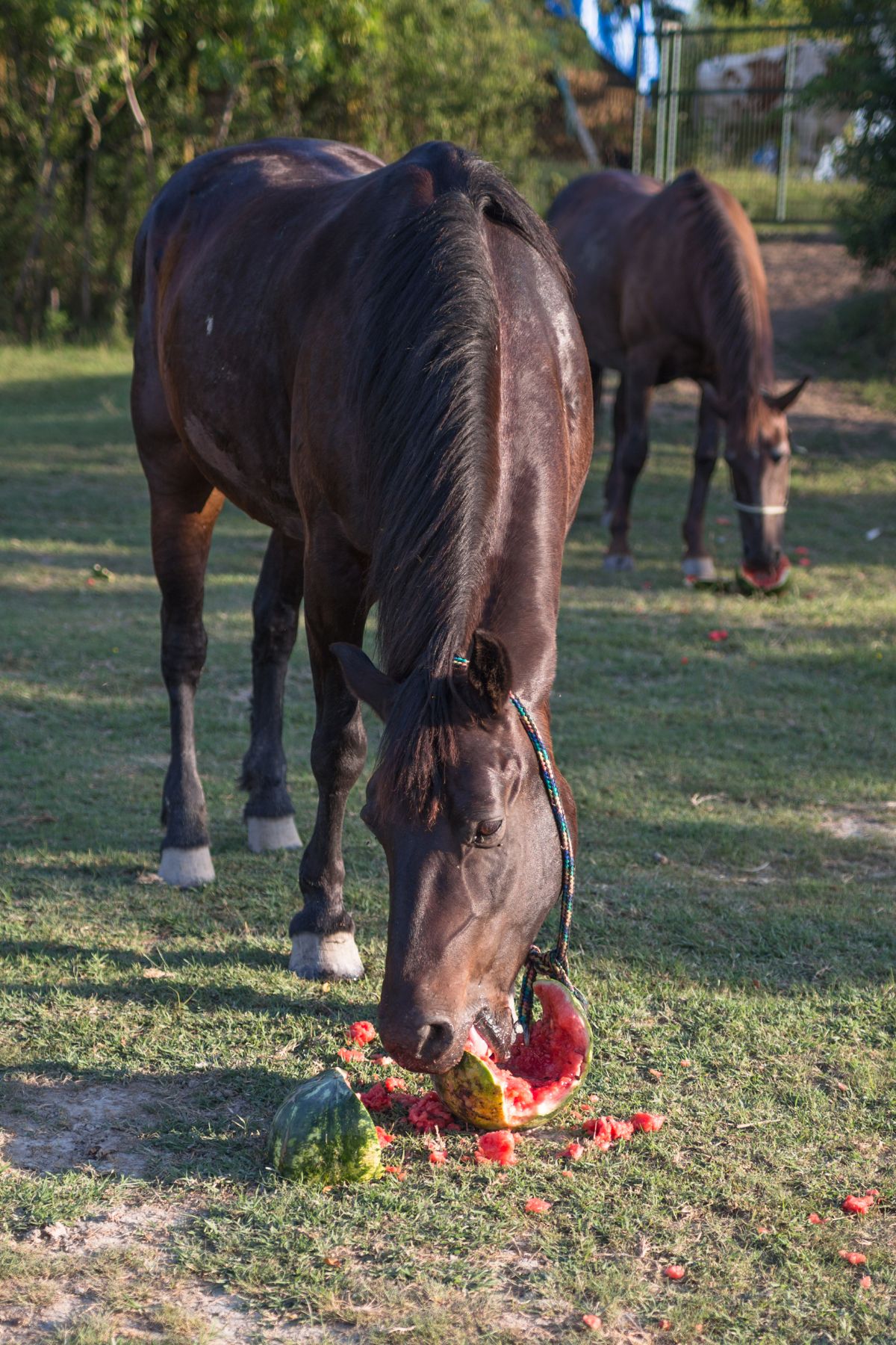 Horse eating watermelon