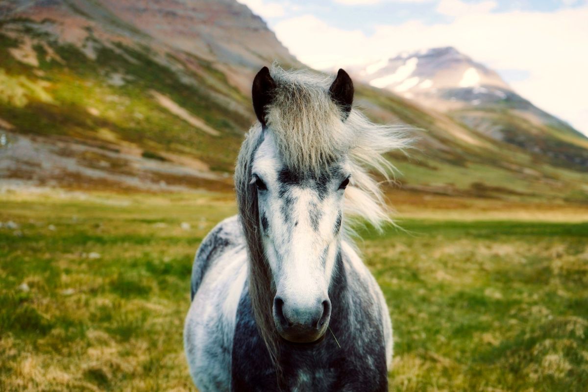 Horse in the mountain