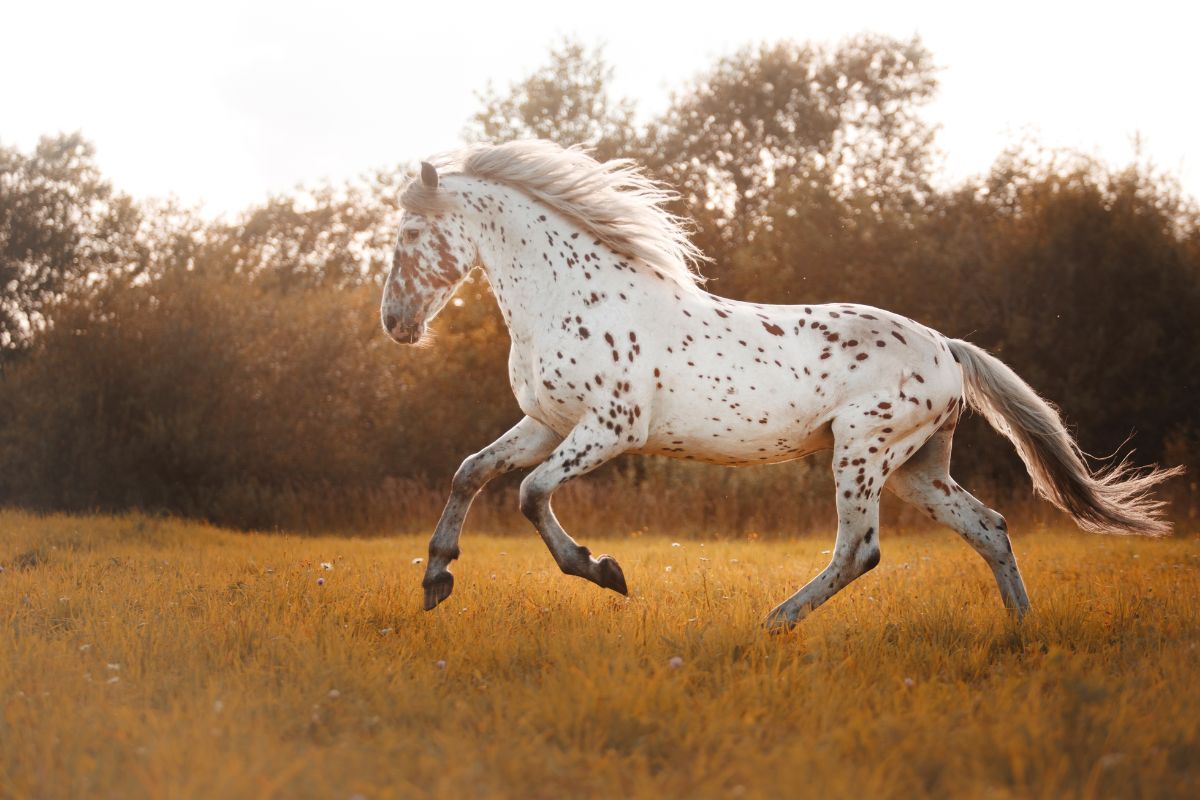White spotted horse
