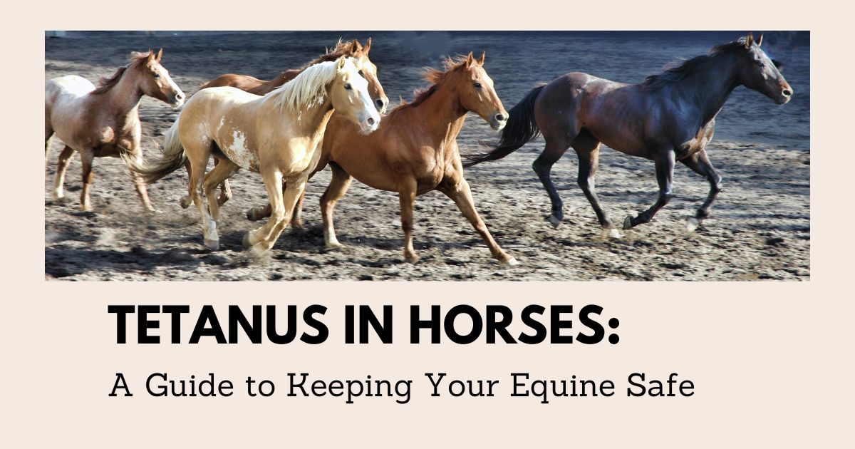 tetanus in horses