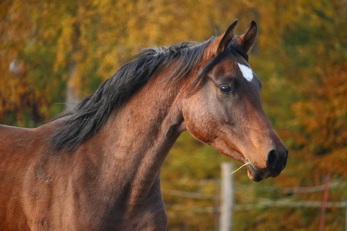 Arabian brown horse