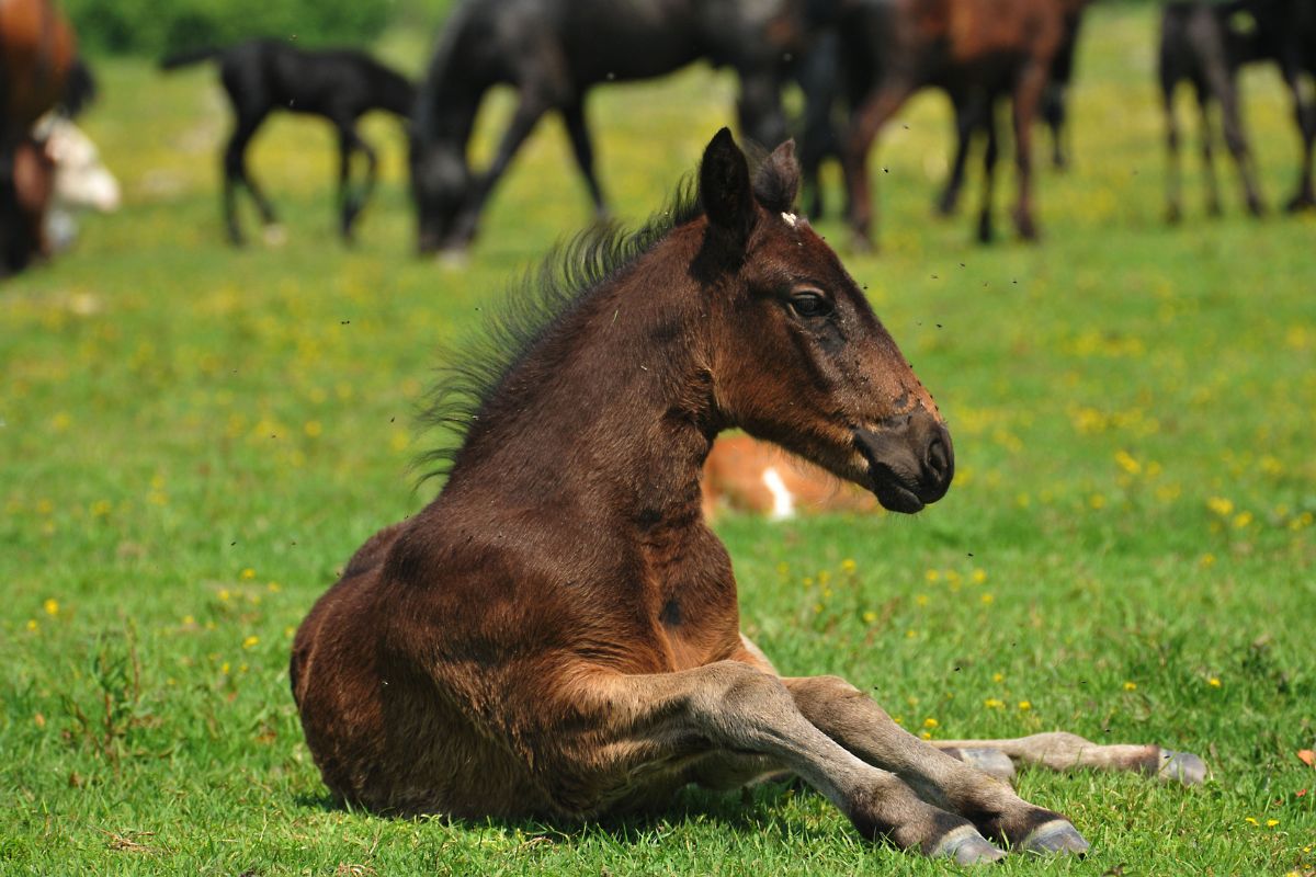 Horse foal in the grass