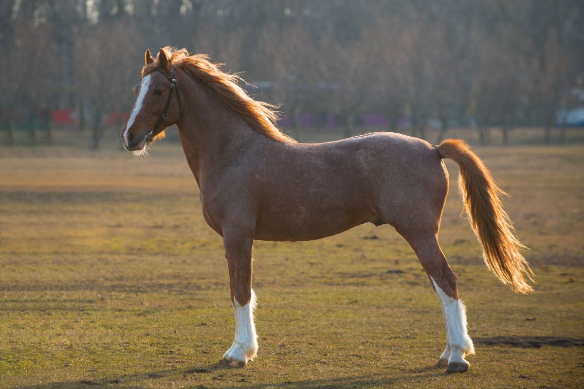 Beautiful brown horse standing