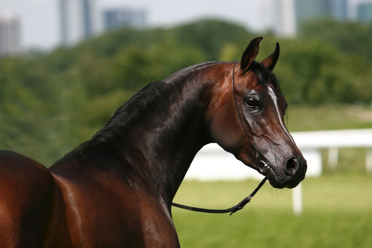 Arabian Horse with collar