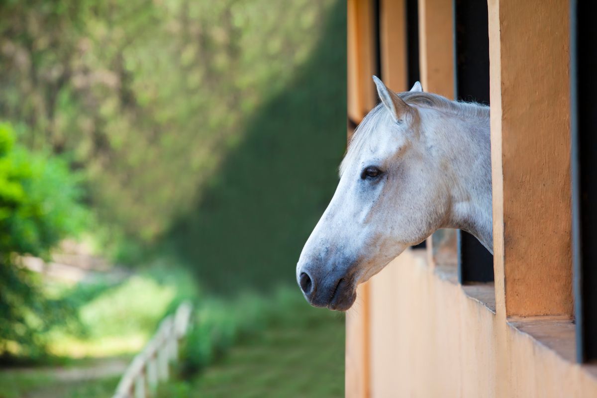 White horse in a stall