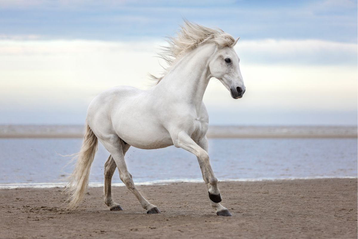 White horse on the beach