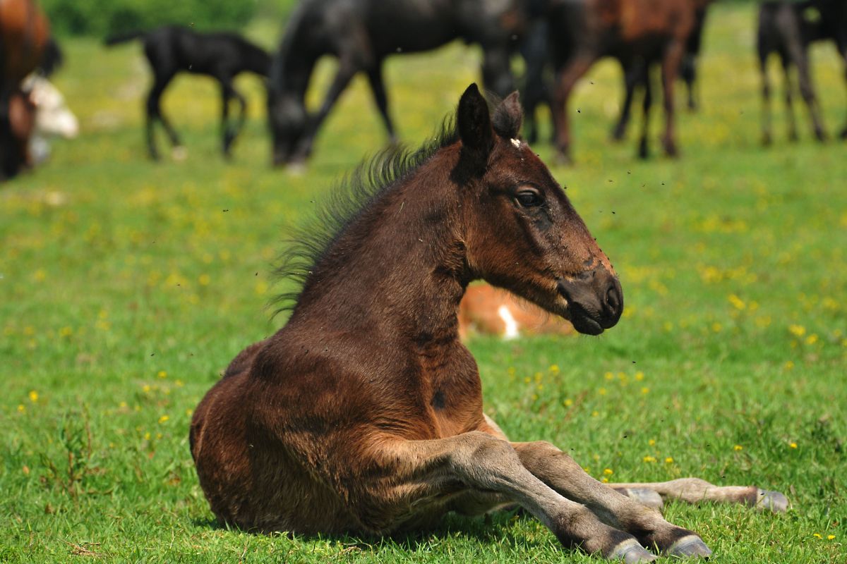 Brown horse foal