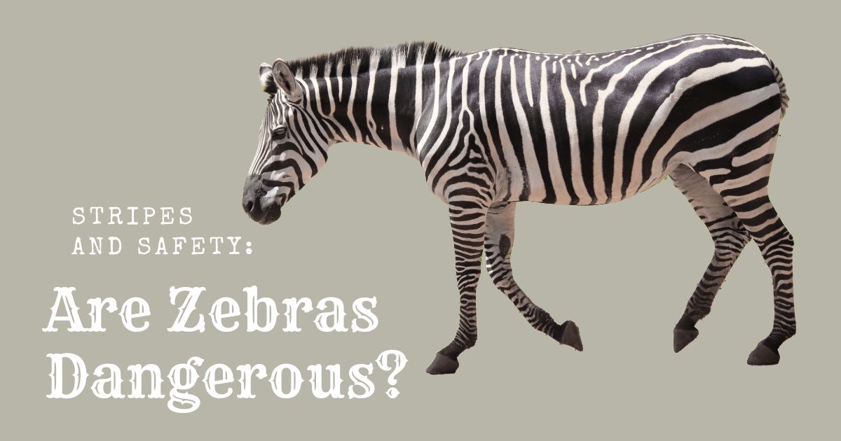 Are Zebras Dangerous