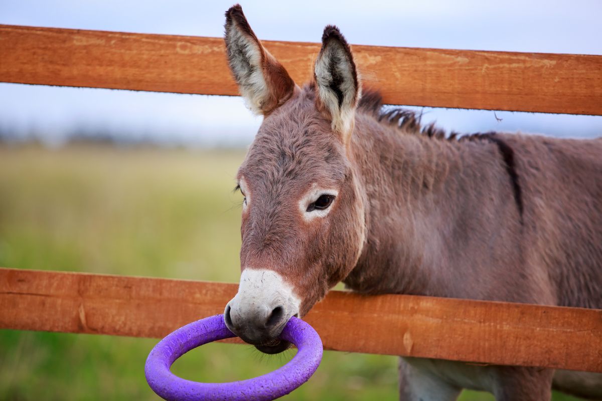 Grey donkey with toy