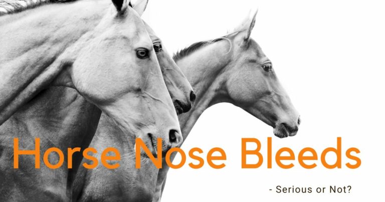 Horse Nose Bleeds