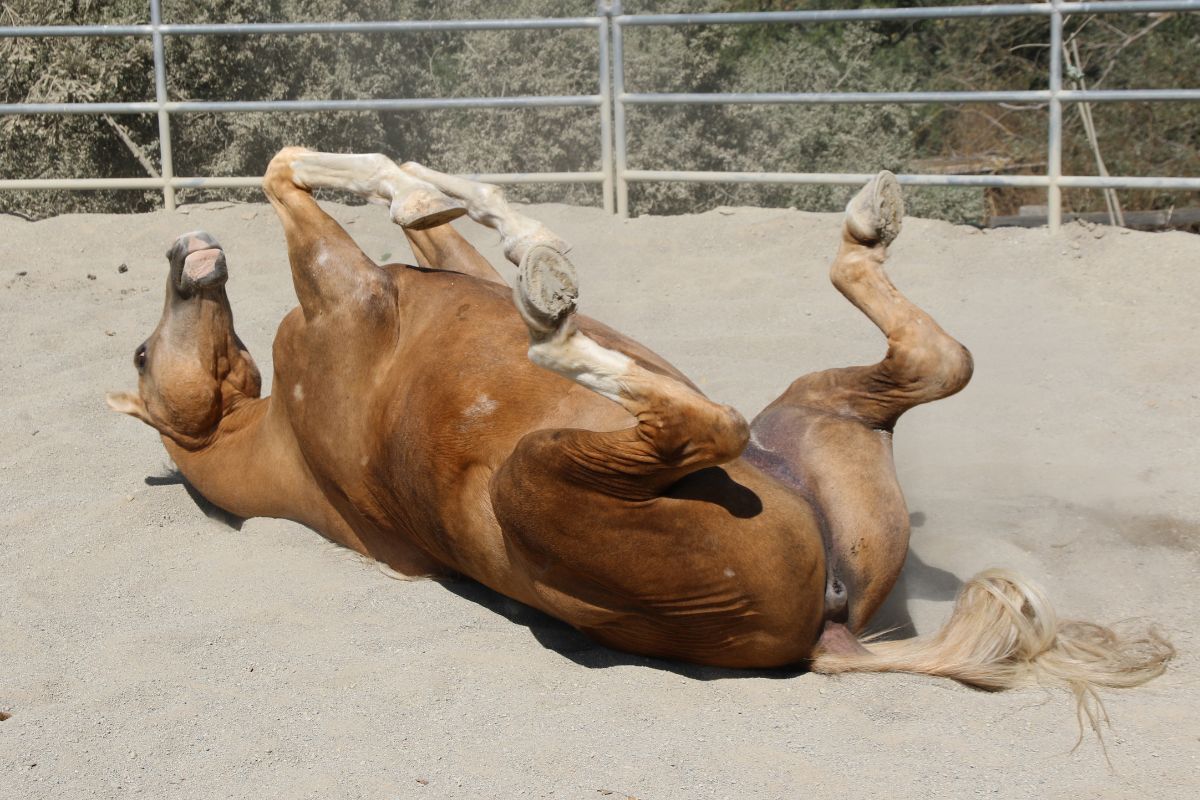 Horse upside down and rolling in the dirt
