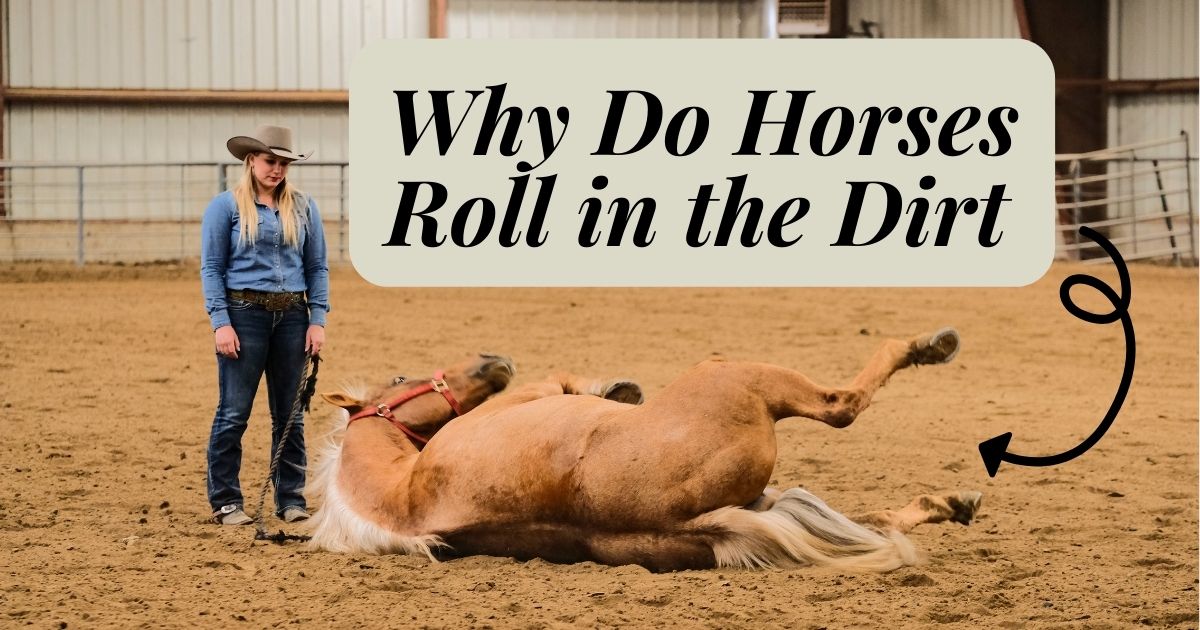 Why Do Horses Roll in the Dirt