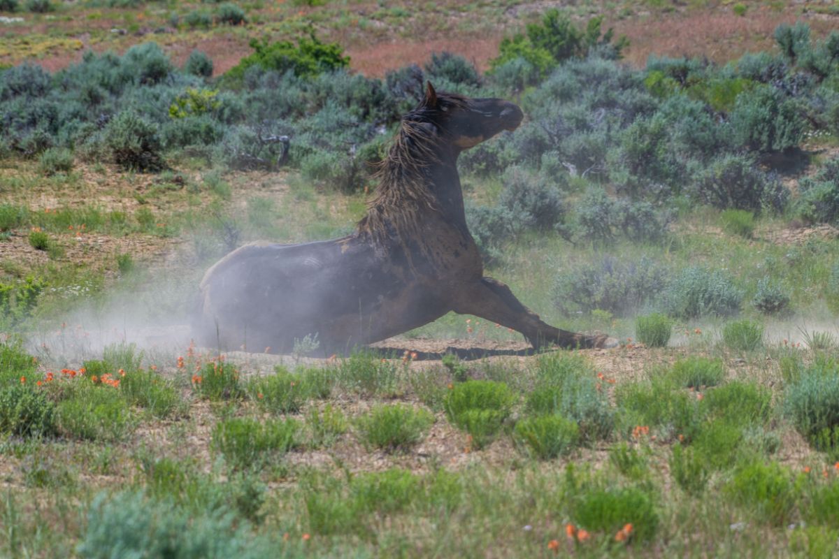 Wild horse rolling in the dirt