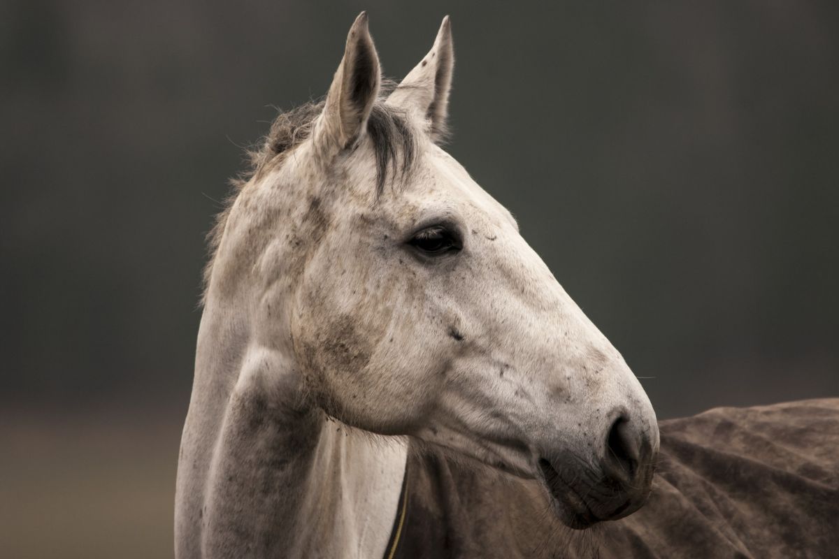 Wild white horse portrait