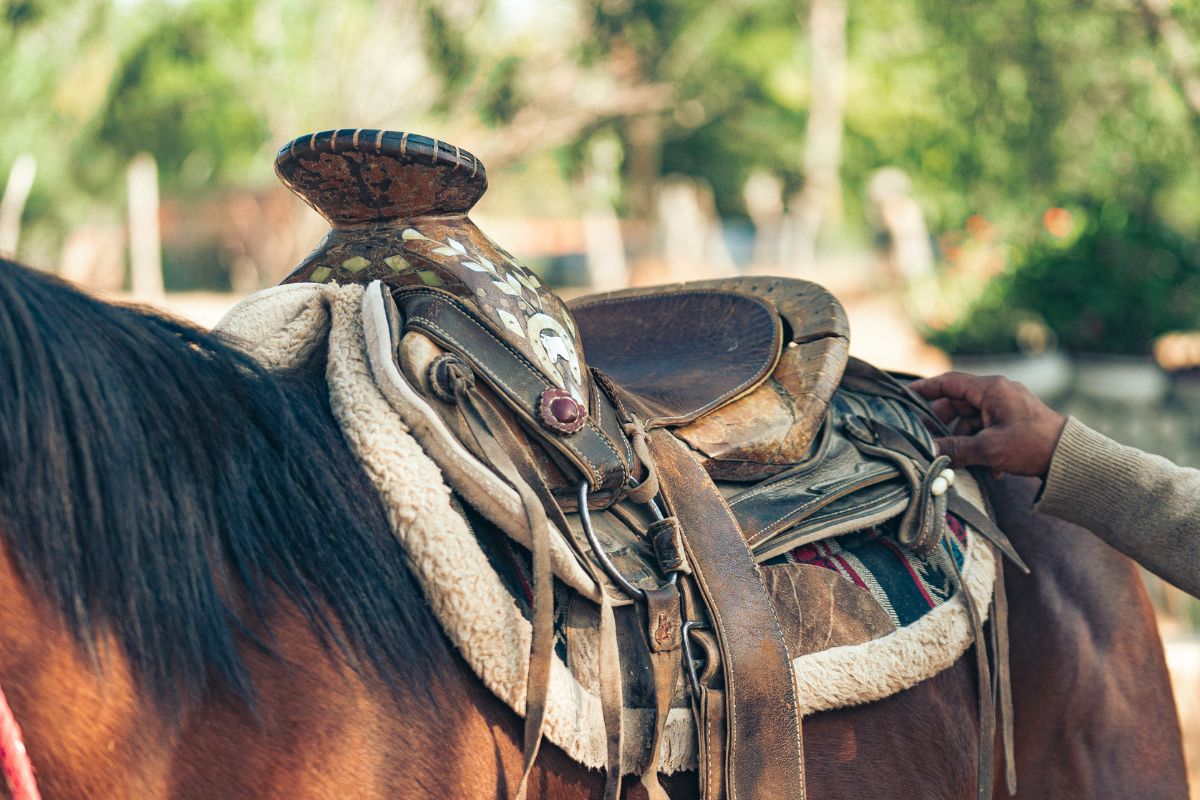 A leather saddle on a horse