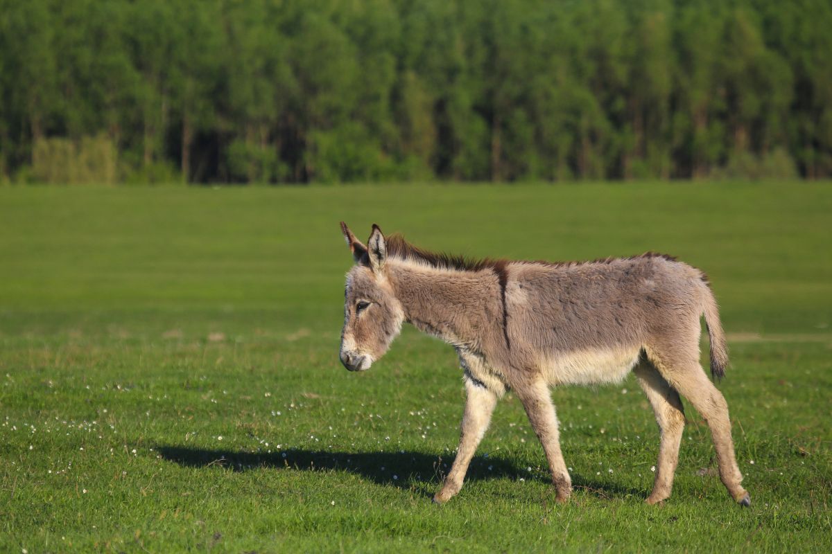 Donkey walking