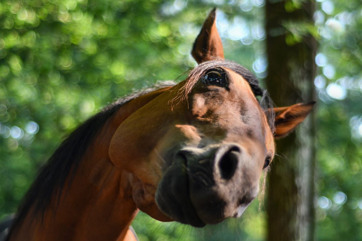 Head of a horse