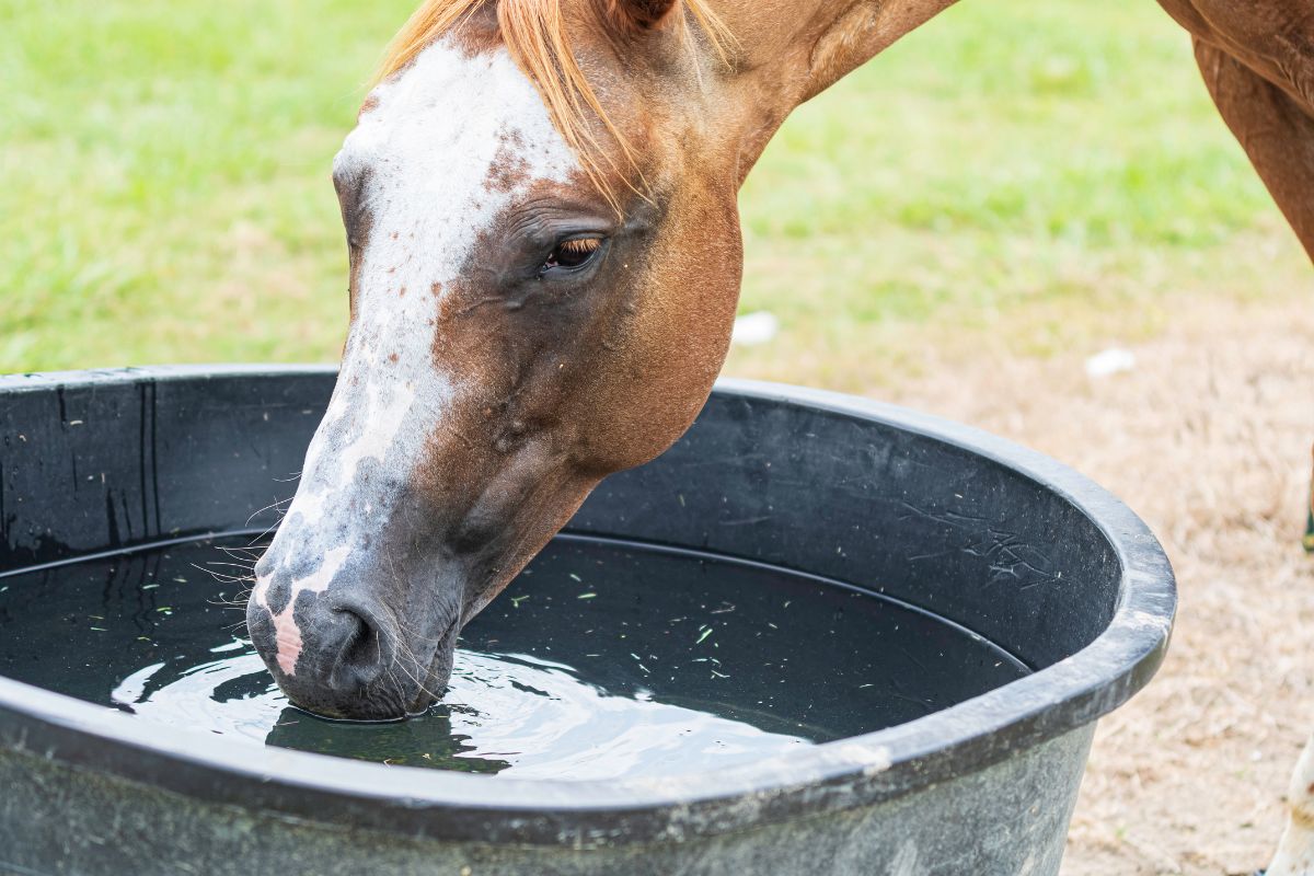 Horse drinking water