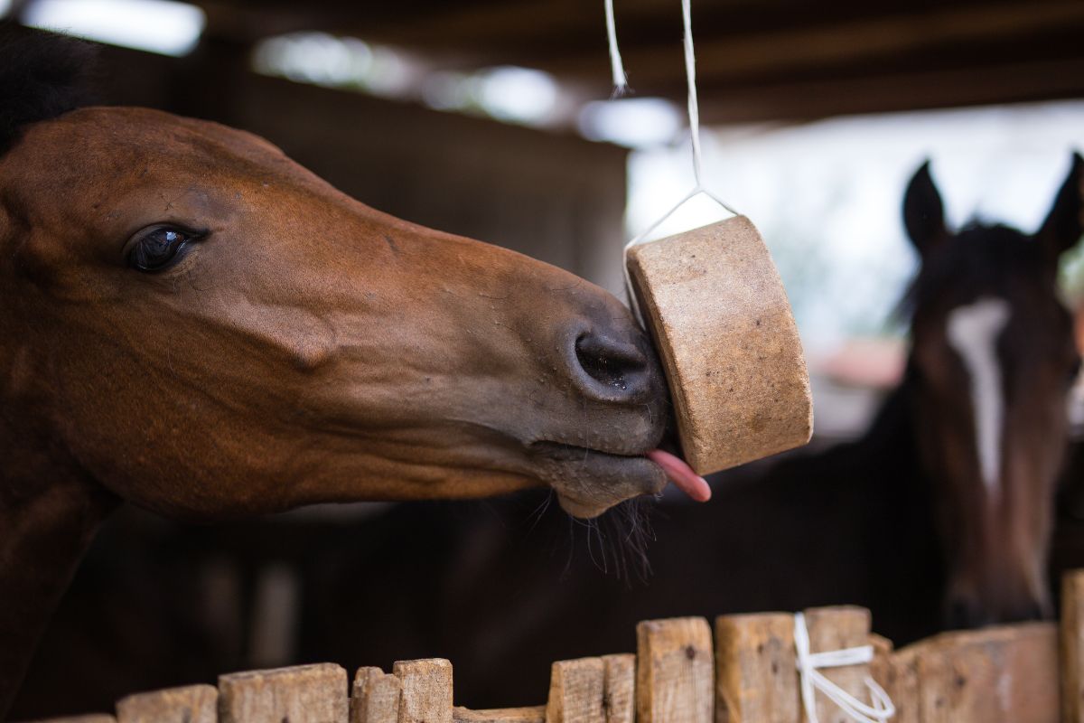 Horse licking mineral block