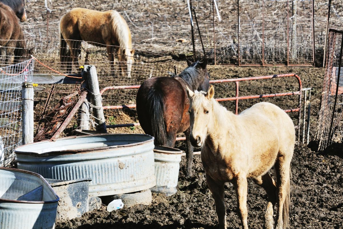 Horses and Water Tanks