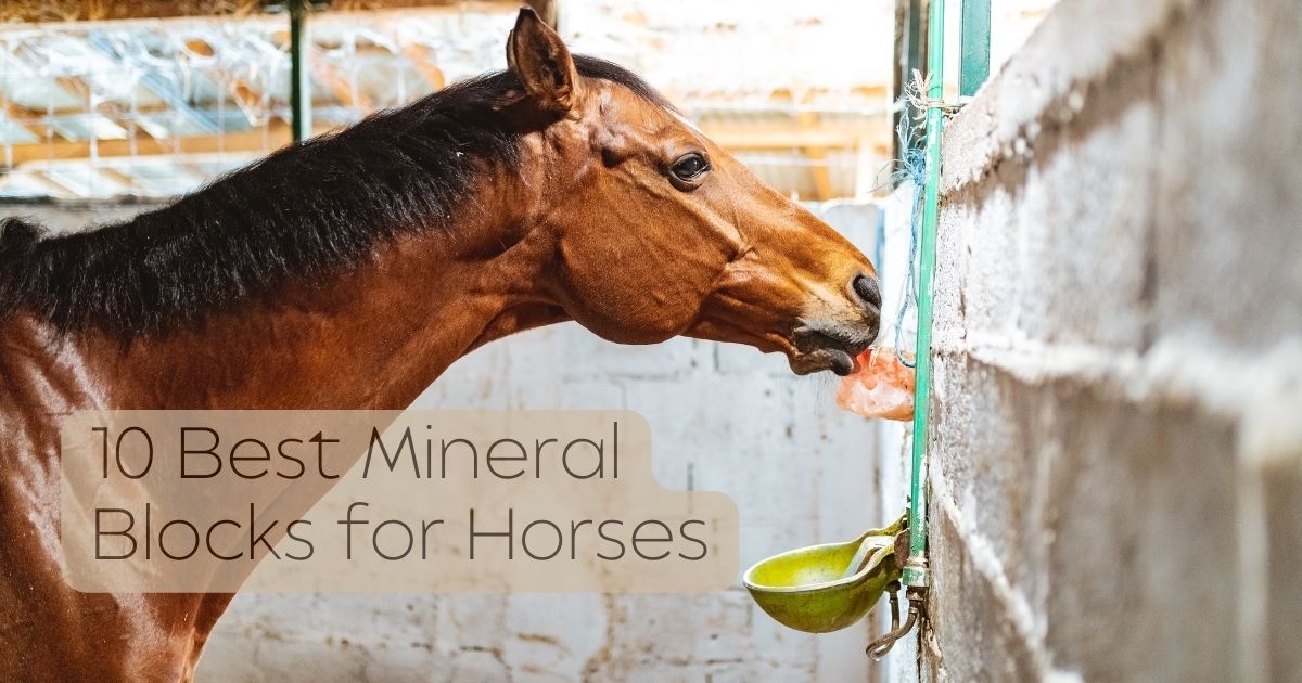 Mineral Blocks for Horses