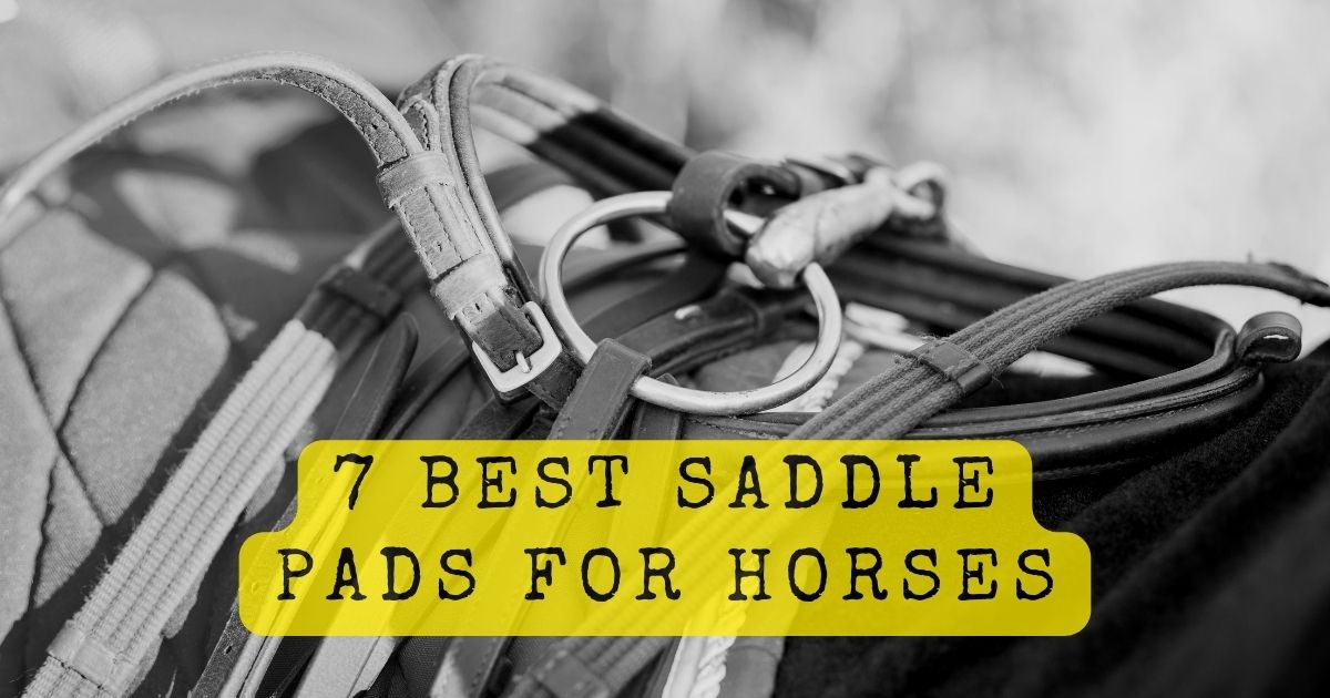Saddle Pads for Horses