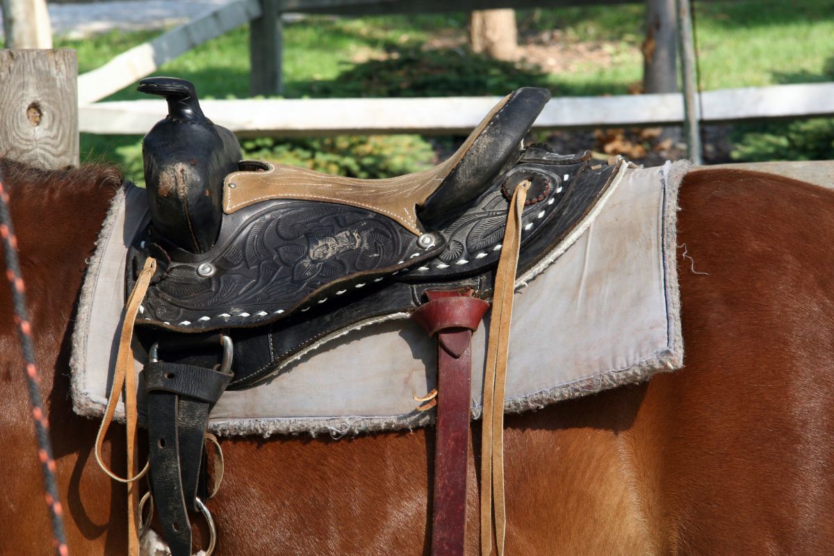 Saddle of a horse