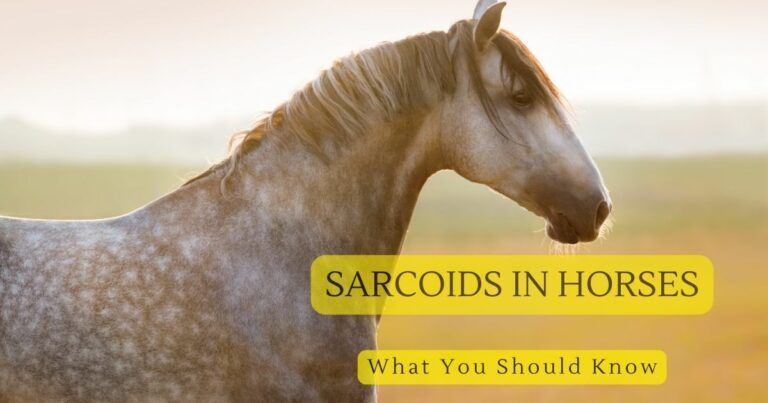 Sarcoids in Horses