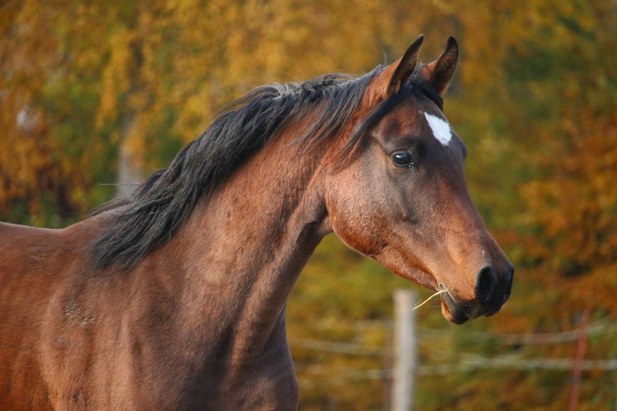Thoroughbred Arabian Horse