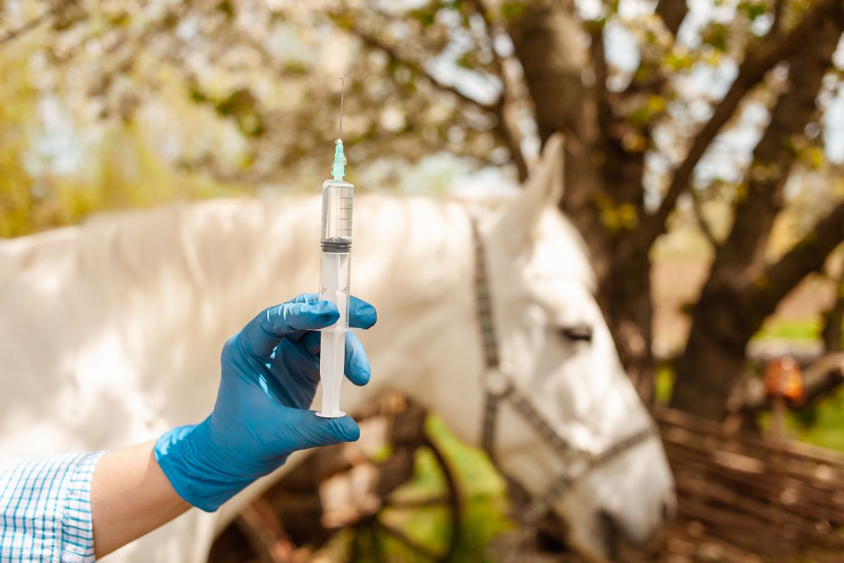 Vet giving a vaccine to horse