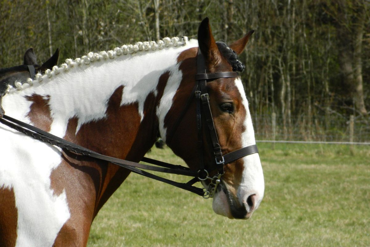 Brown and white horse