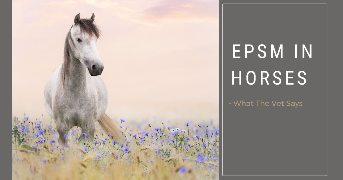EPSM in Horses