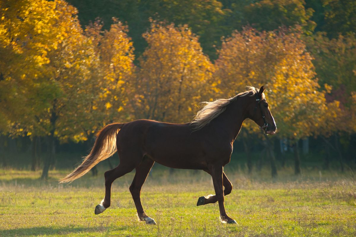 Brown horse standing in a field