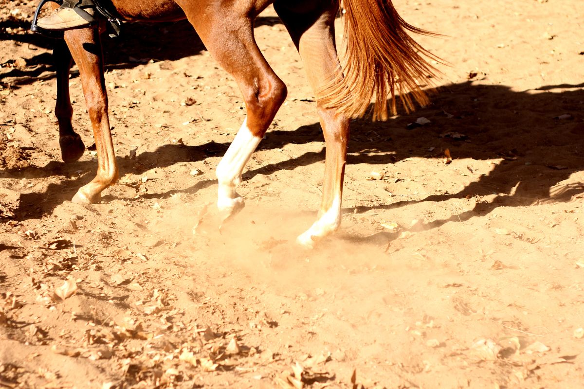 Horse trotting through sand kicking up dirt