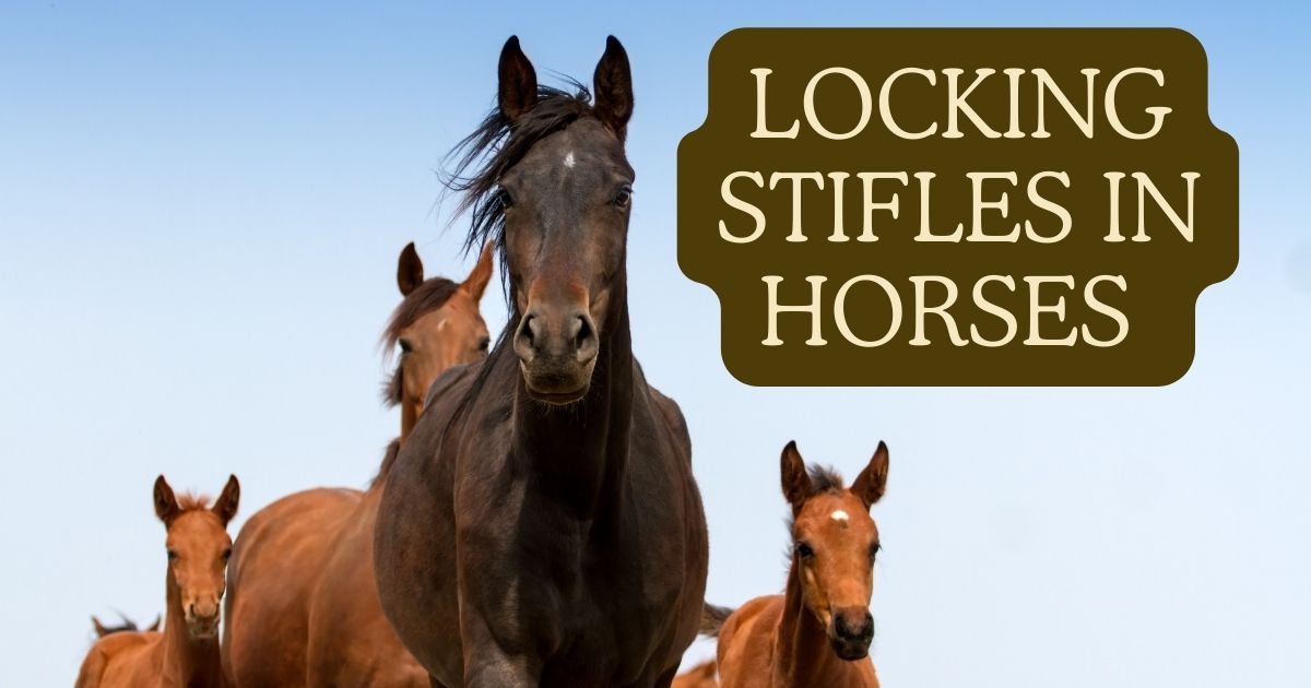Locking Stifles in Horses 