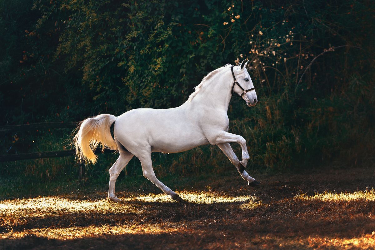 White coated horse running