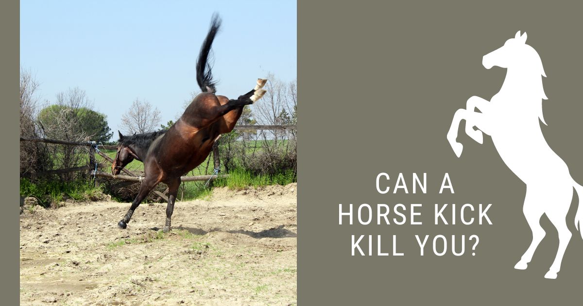 can a horse kick kill you